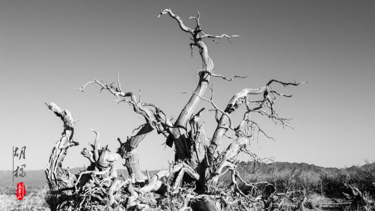 Ma Yemin - The-spirit-of-Populus-euphratica-3